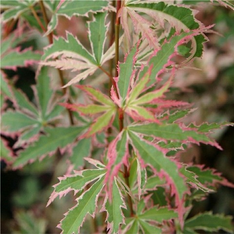 Acer Palmatum "Butterfly"